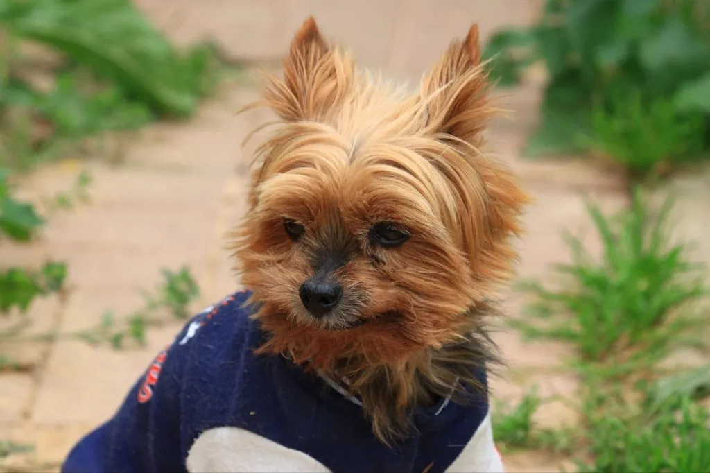 Lost dog, йорк in Putilkovo — identification photo, lost & found pet database Pathfinder