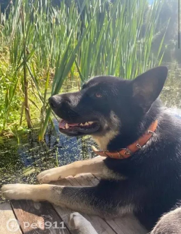 Lost cream dog in Istra — identification photo, lost & found pet database Pathfinder