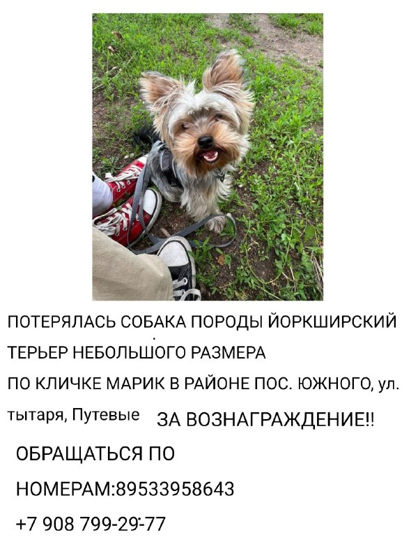 Lost gray dog, йорк in Omsk — identification photo, lost & found pet database Pathfinder