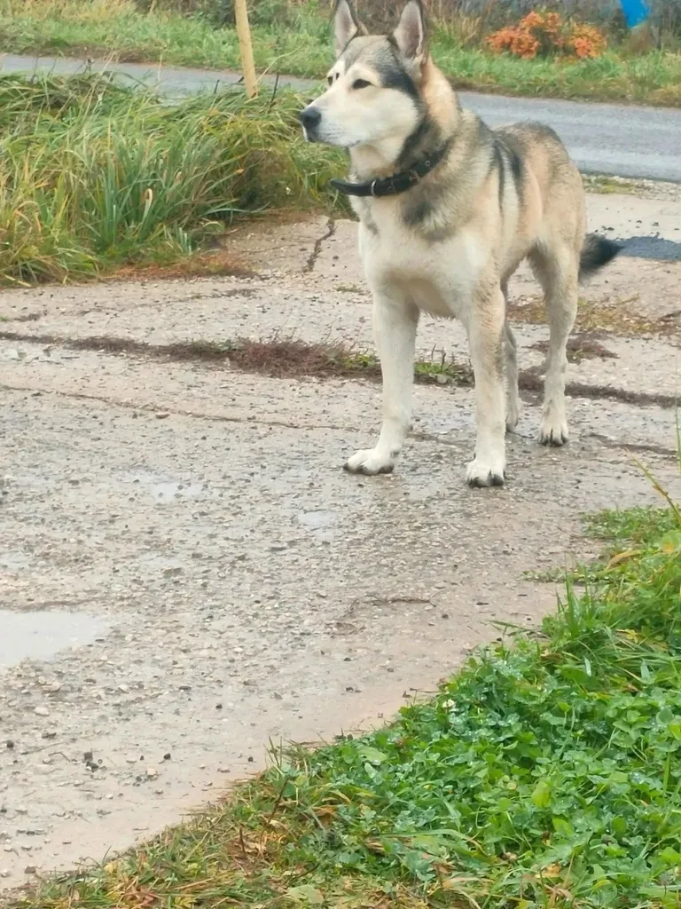 Found cream dog, метис in Senino — identification photo, lost & found pet database Pathfinder