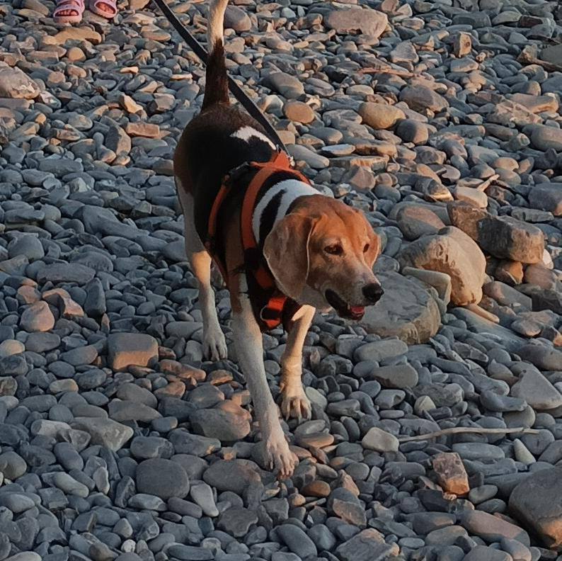 Lost white dog, эстонская гончая in Pesyane — identification photo, lost & found pet database Pathfinder