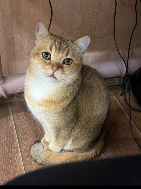 Lost white cat, британская шиншилла in Volgograd — identification photo, lost & found pet database Pathfinder