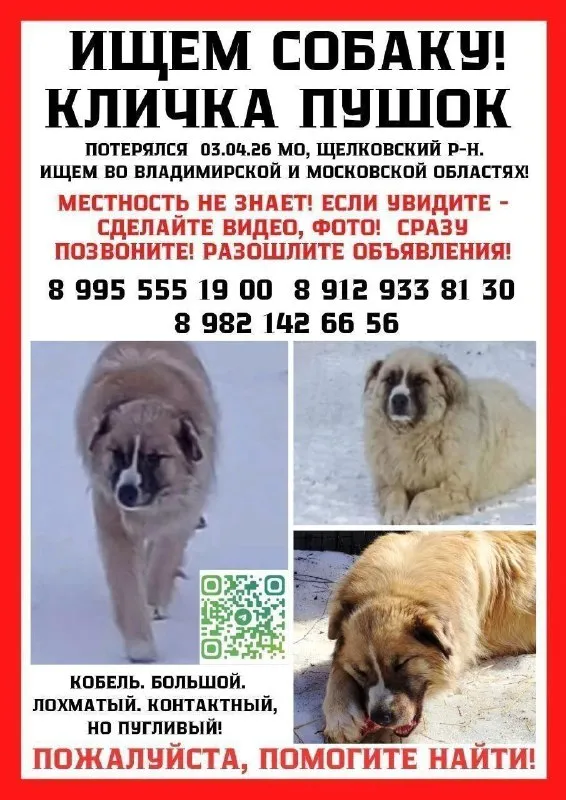 Lost ginger dog, без породы in Lyubertsy — identification photo, lost & found pet database Pathfinder