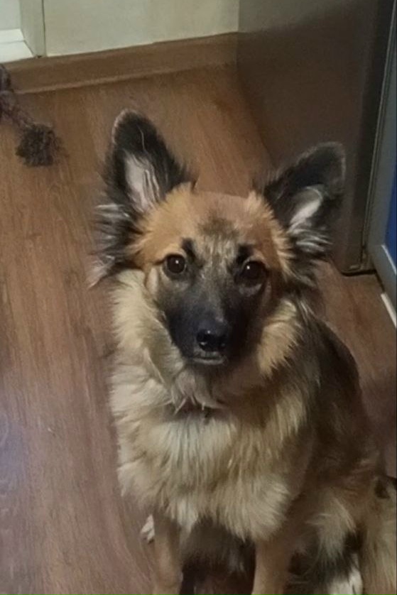 Lost ginger dog, метис in Ivanteevka — identification photo, lost & found pet database Pathfinder
