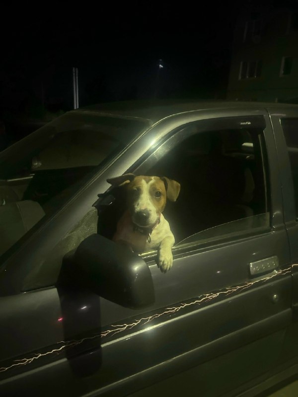Lost white dog, джек рассел in Tomilino — identification photo, lost & found pet database Pathfinder