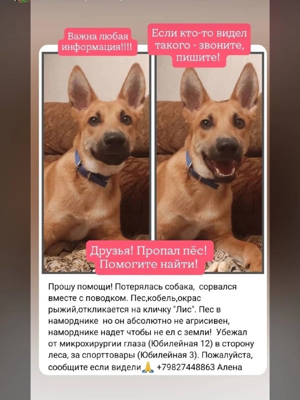 Lost ginger dog in Verkhnyaya Pyshma — identification photo, lost & found pet database Pathfinder