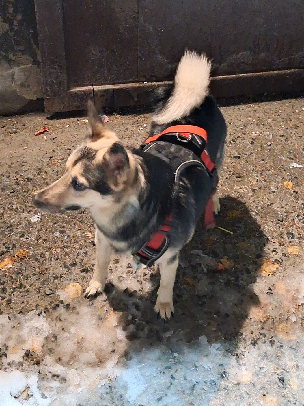 Found fawn dog in Novosibirsk — identification photo, lost & found pet database Pathfinder