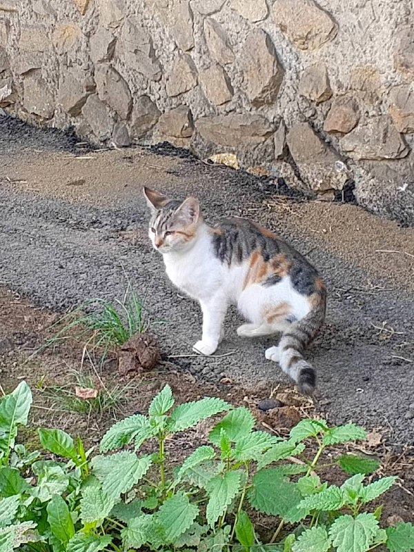 Found white cat in Verkhnyaya Pyshma — identification photo, lost & found pet database Pathfinder