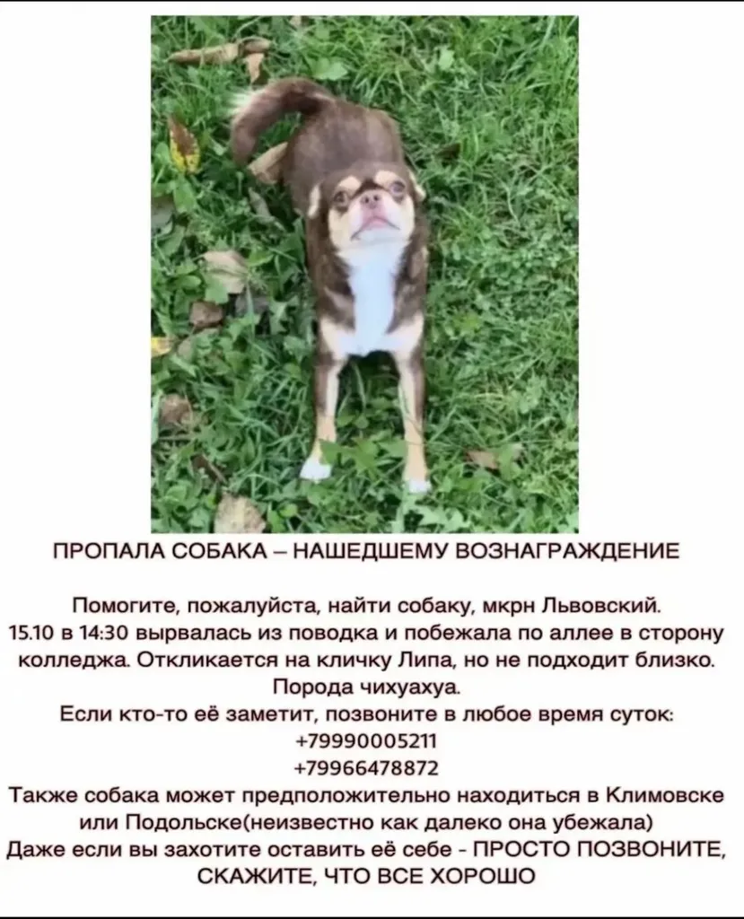 Lost dog, чихуахуа in Podolsk — identification photo, lost & found pet database Pathfinder