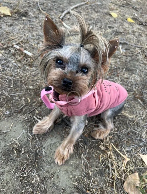 Lost brown dog, йоркширский терьер in Vinnovka — identification photo, lost & found pet database Pathfinder