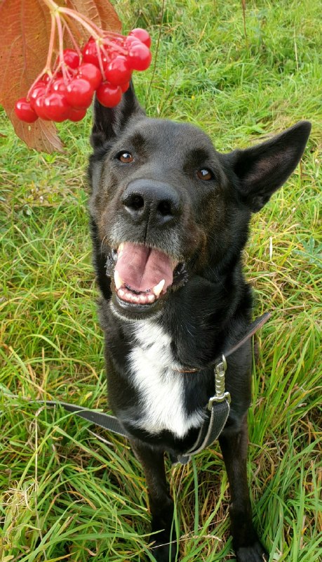 Adoptable black dog in Perm — identification photo, lost & found pet database Pathfinder