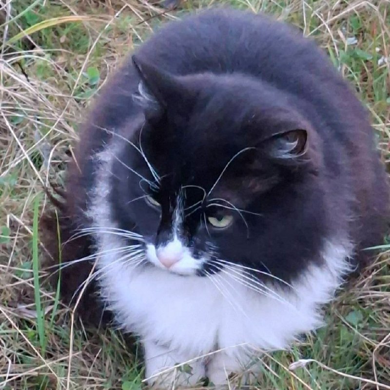 Found cat in Kokkorevo — identification photo, lost & found pet database Pathfinder