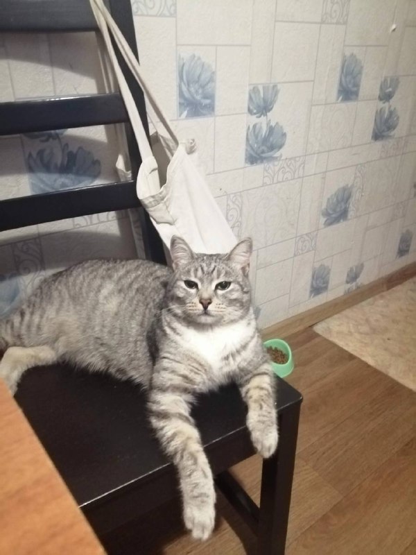 Lost gray cat in Yekaterinburg — identification photo, lost & found pet database Pathfinder