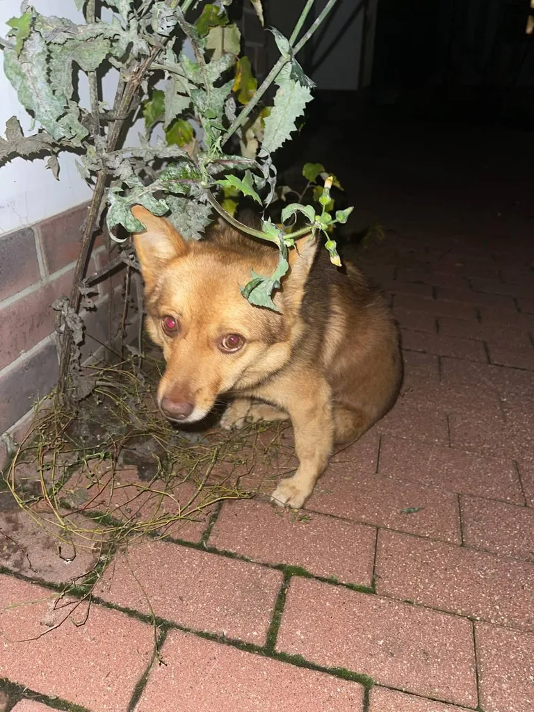 Found dog in Khimki — identification photo, lost & found pet database Pathfinder