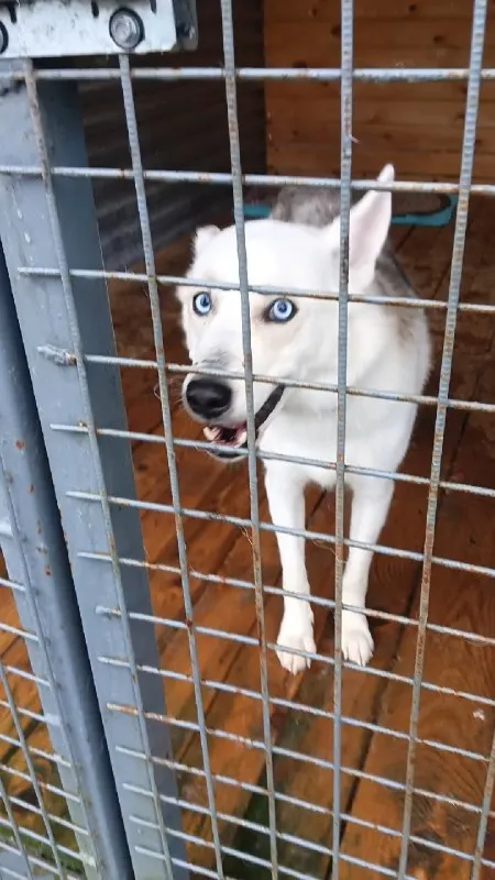 Adoptable white dog in Perm — identification photo, lost & found pet database Pathfinder