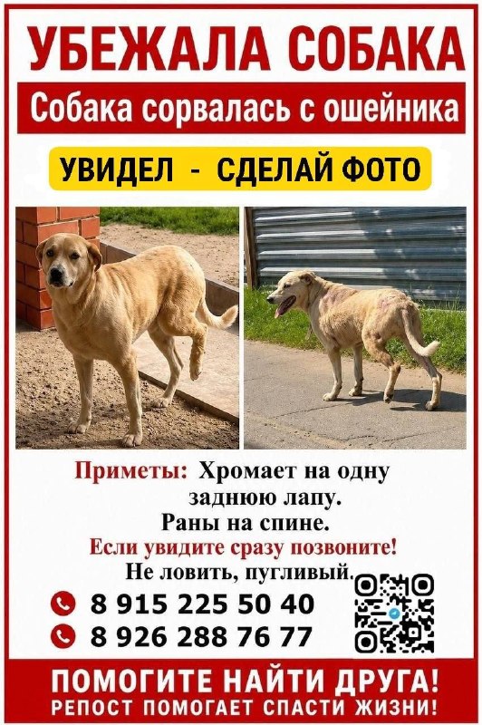 Lost cream dog in Ramenskoe — identification photo, lost & found pet database Pathfinder