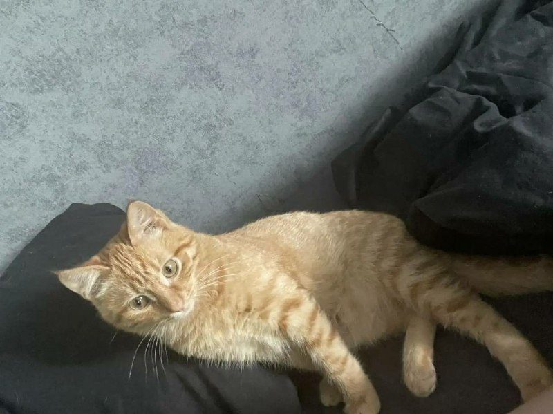 Lost ginger cat in Pervouralsk — identification photo, lost & found pet database Pathfinder