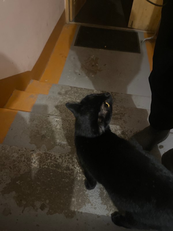 Found black cat in Perm — identification photo, lost & found pet database Pathfinder