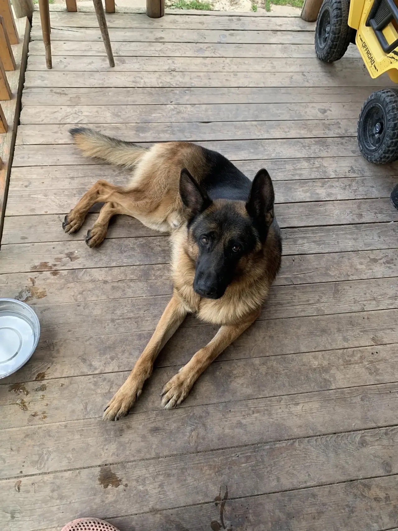 Found brown dog, немецкая овчарка in Serpukhov — identification photo, lost & found pet database Pathfinder