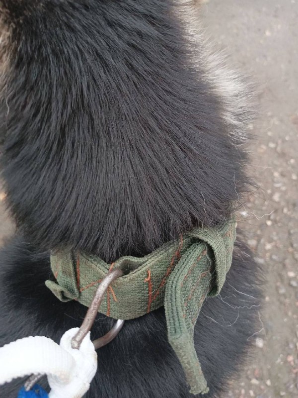 Found fawn dog in Kubinka — identification photo, lost & found pet database Pathfinder