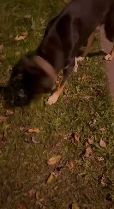 Found dog in Dubki — identification photo, lost & found pet database Pathfinder