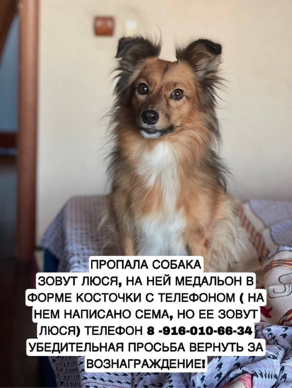 Lost white dog in Belyanaya Gora — identification photo, lost & found pet database Pathfinder