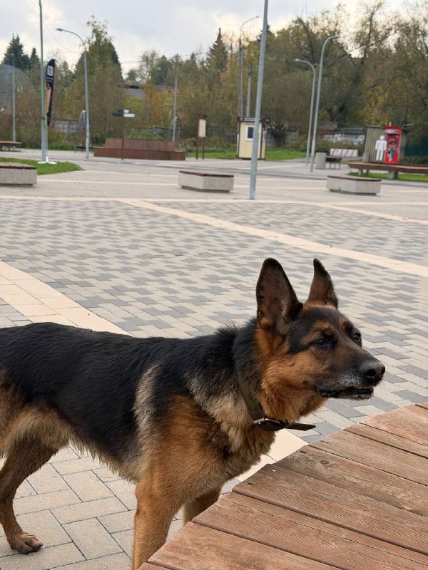 Found brown dog, немецкая овчарка in Bronnitsy — identification photo, lost & found pet database Pathfinder