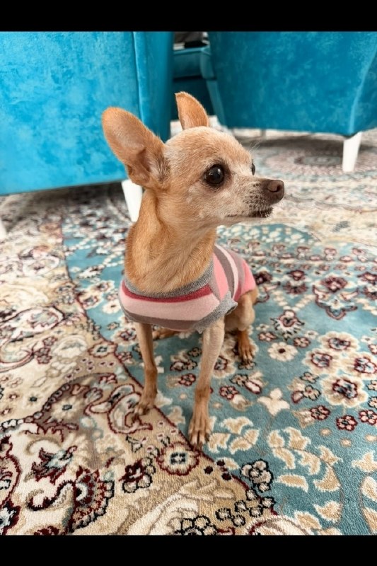Lost ginger dog in Egorevsk — identification photo, lost & found pet database Pathfinder