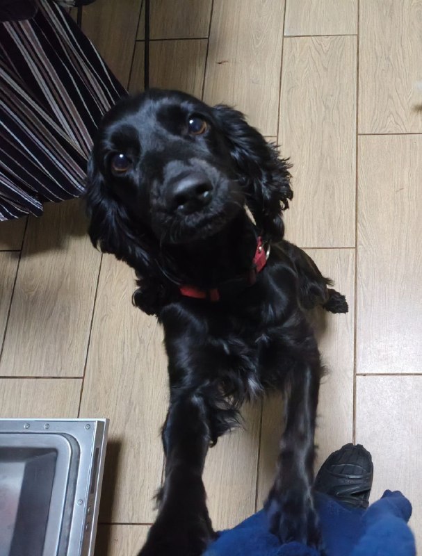 Lost black dog, спаниель in Balashikha — identification photo, lost & found pet database Pathfinder