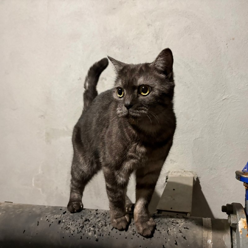 Found cat in Perm — identification photo, lost & found pet database Pathfinder