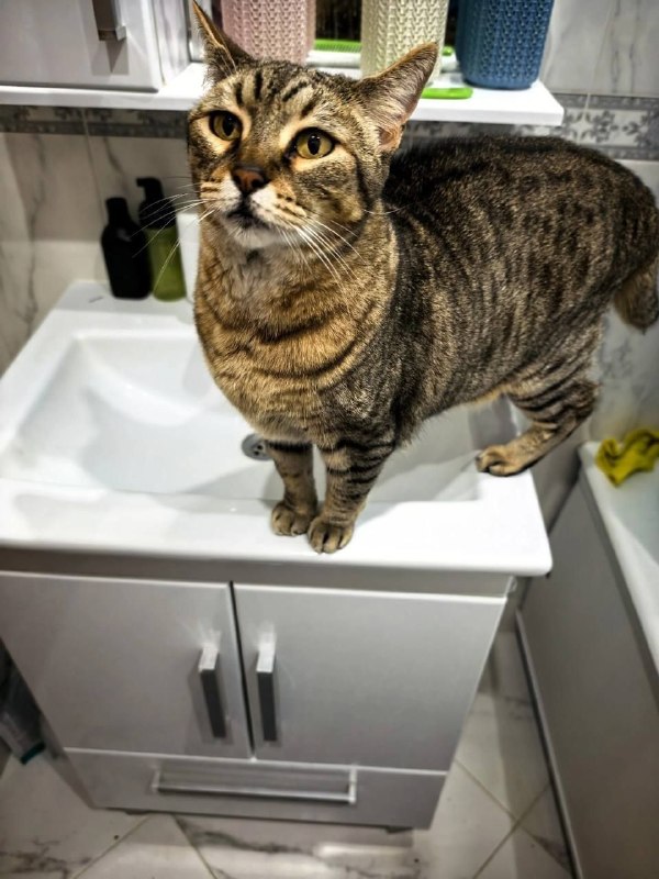 Lost brown cat, пиксибоб in Podolsk — identification photo, lost & found pet database Pathfinder