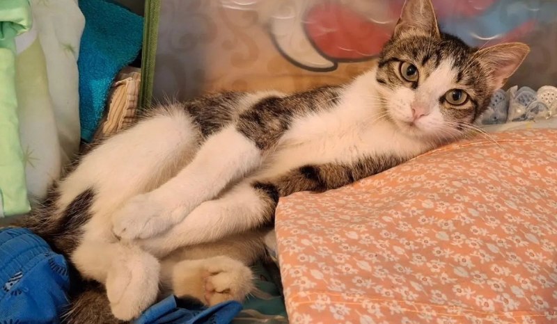 Lost white cat in Perm — identification photo, lost & found pet database Pathfinder