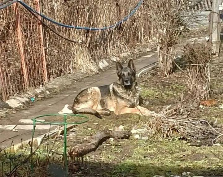 Lost fawn dog, овчарка in Staryy Gorodok — identification photo, lost & found pet database Pathfinder