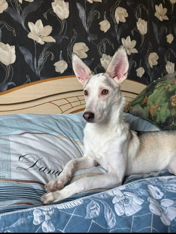 Adoptable white dog in Volgograd — identification photo, lost & found pet database Pathfinder
