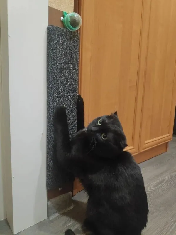 Lost black cat, британский вислоухий in Mytishchi — identification photo, lost & found pet database Pathfinder