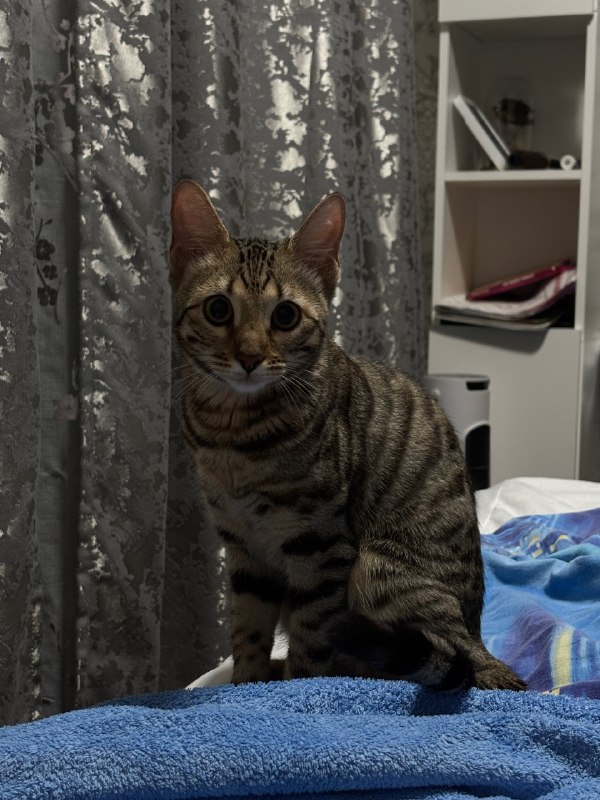 Adoptable brown cat, бенгальская in Perm — identification photo, lost & found pet database Pathfinder