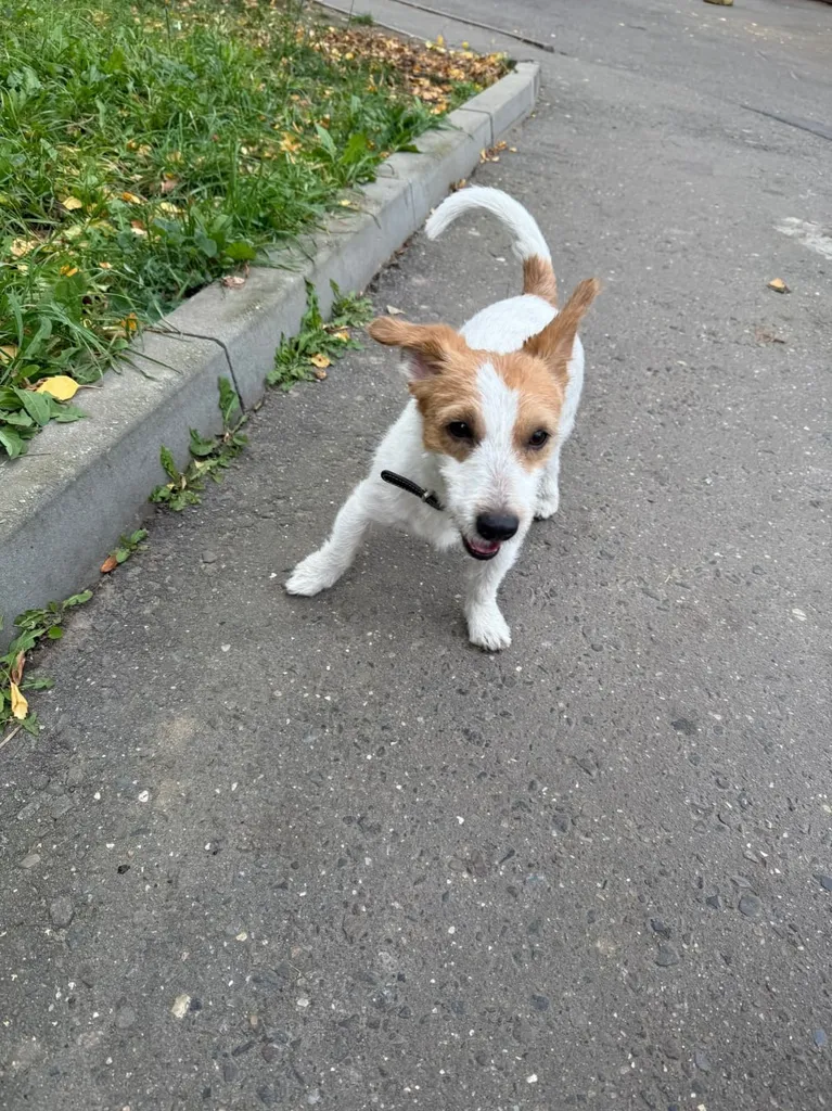 Found dog, джек-рассел-терьер in Kantemirovskaya — identification photo, lost & found pet database Pathfinder