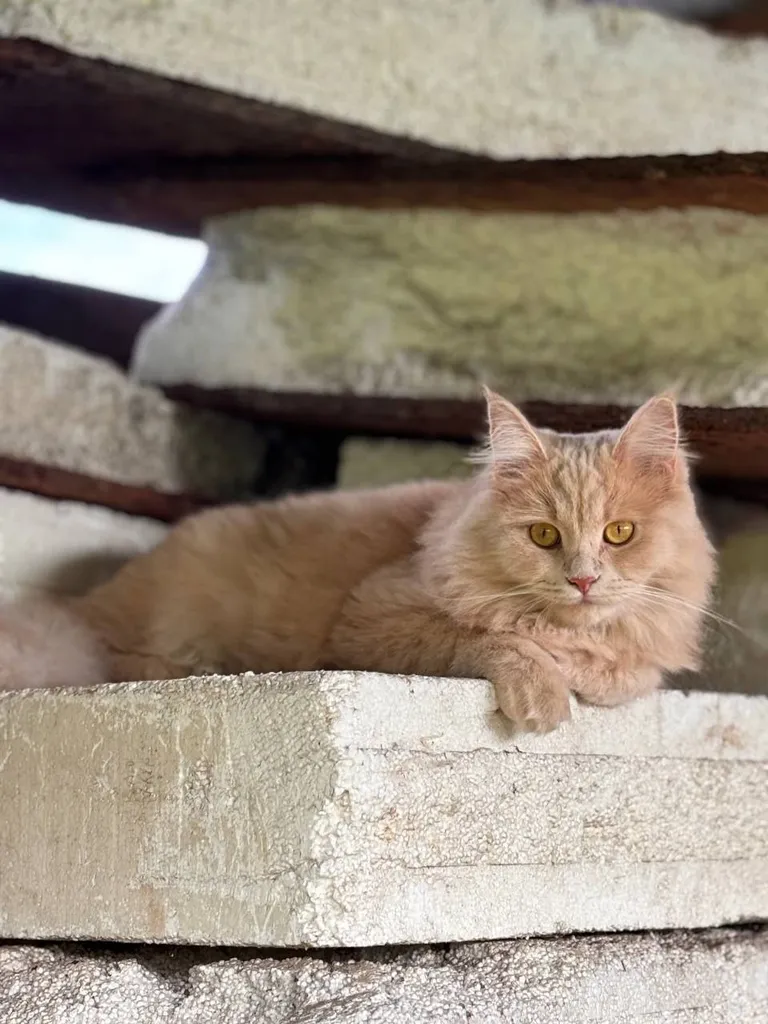 Lost cat, метис in Shchelkovo — identification photo, lost & found pet database Pathfinder