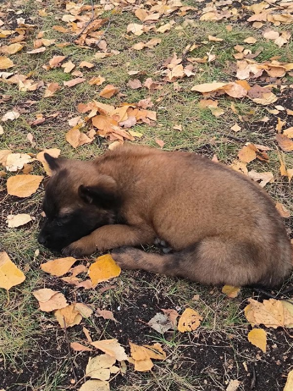 Adoptable brown pet in Nizhny Novgorod — identification photo, lost & found pet database Pathfinder