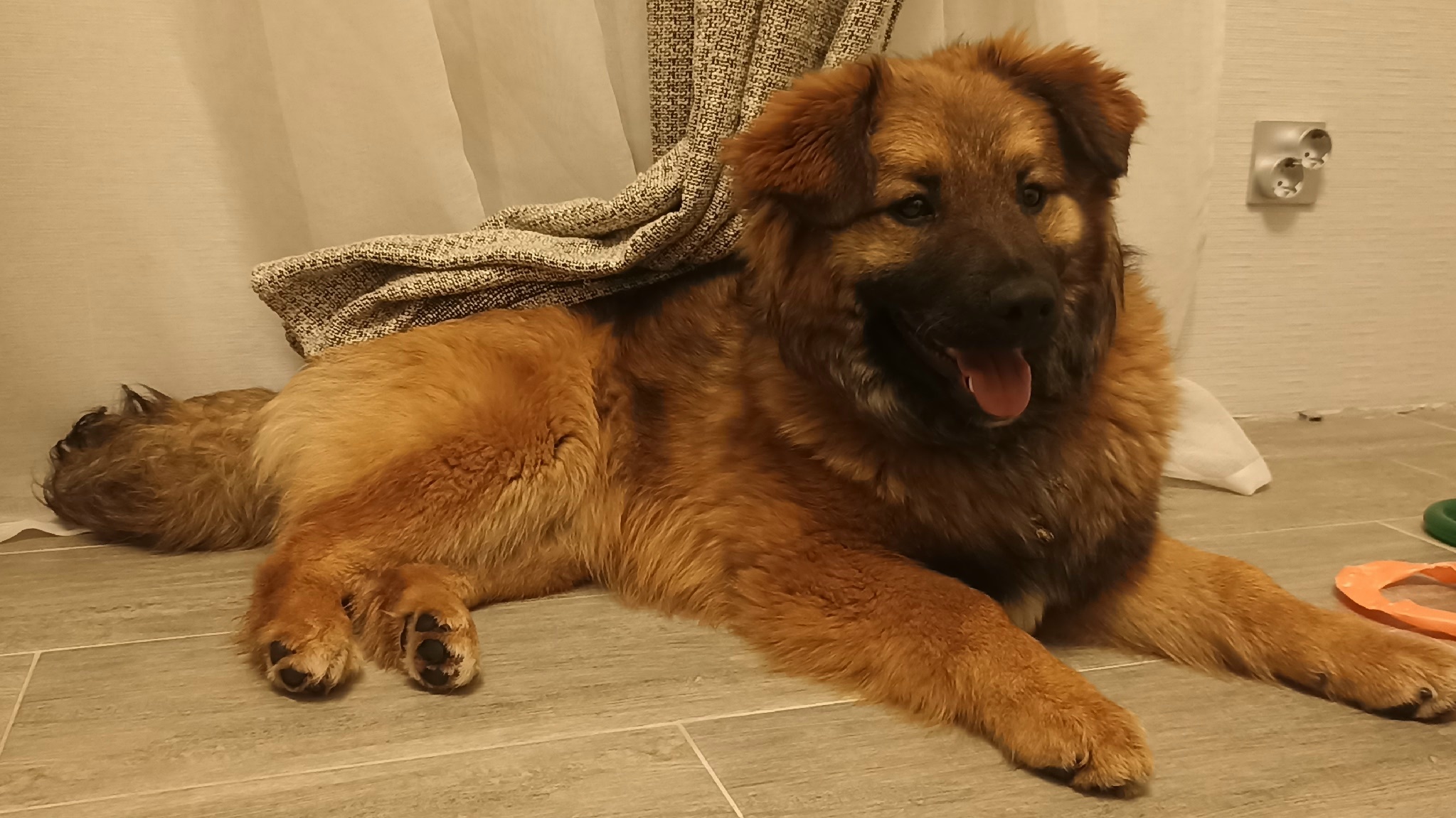 Lost brown dog, дворняжка in Krasnogorsk — identification photo, lost & found pet database Pathfinder