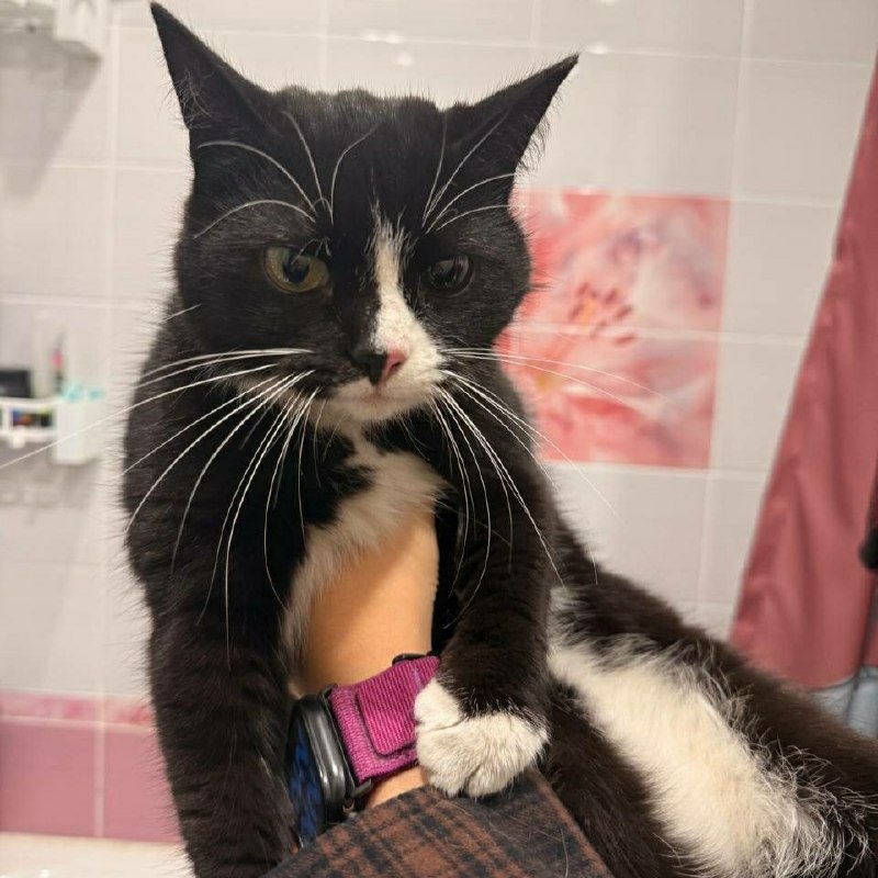 Found black cat in Saint Petersburg — identification photo, lost & found pet database Pathfinder