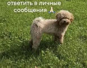 Lost cream dog, мальтипу in Iset — identification photo, lost & found pet database Pathfinder