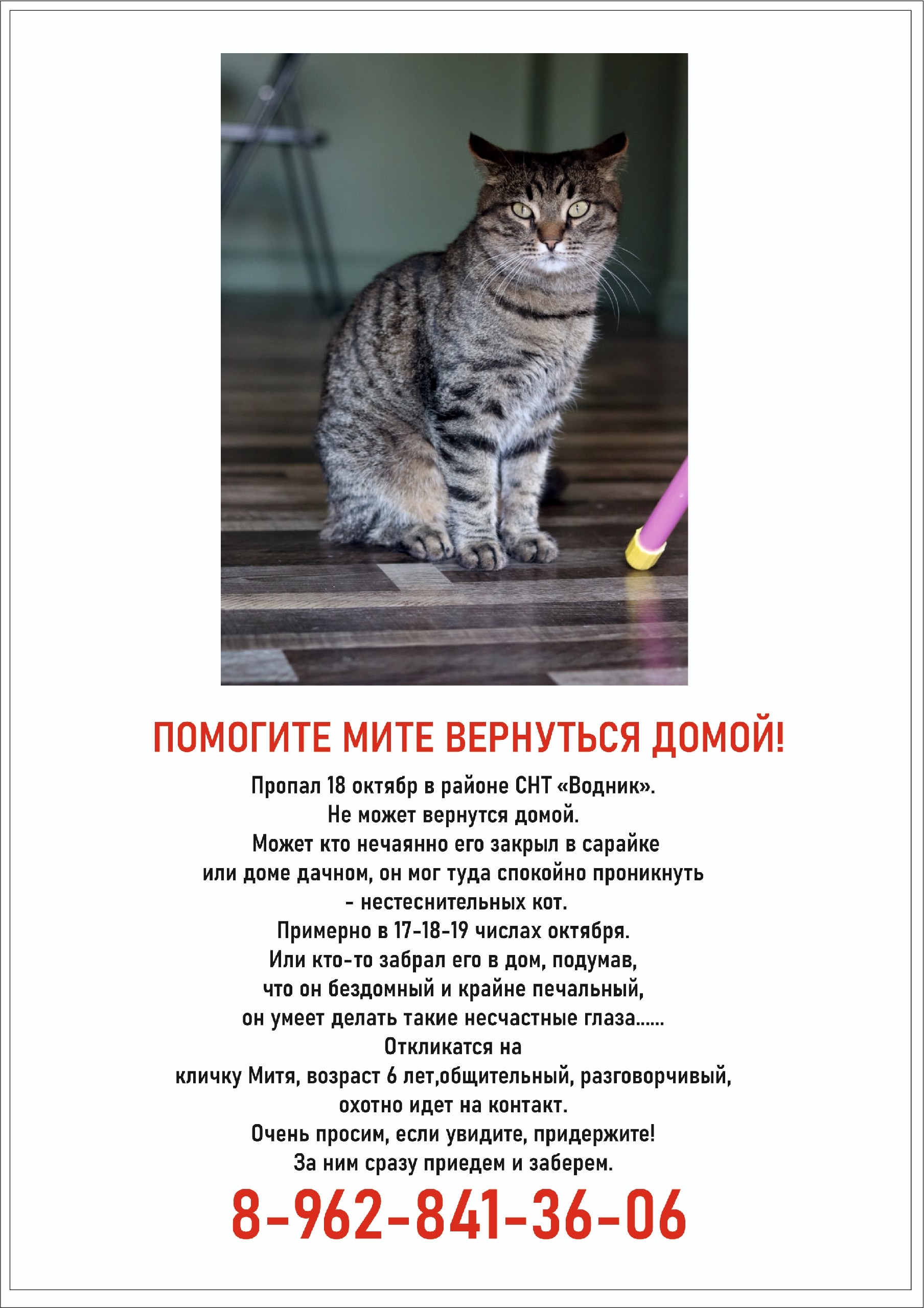 Lost brown cat in Novosibirsk — identification photo, lost & found pet database Pathfinder