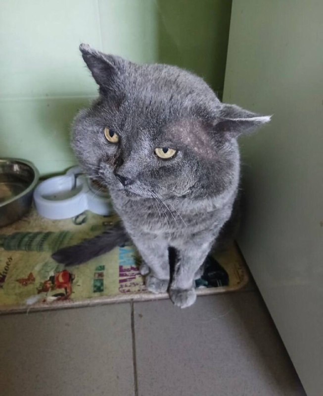 Lost gray cat, британский короткошерстный in Odintsovo — identification photo, lost & found pet database Pathfinder