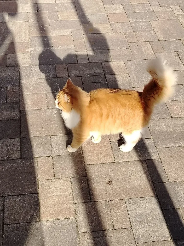 Found cat in Lyubertsy — identification photo, lost & found pet database Pathfinder