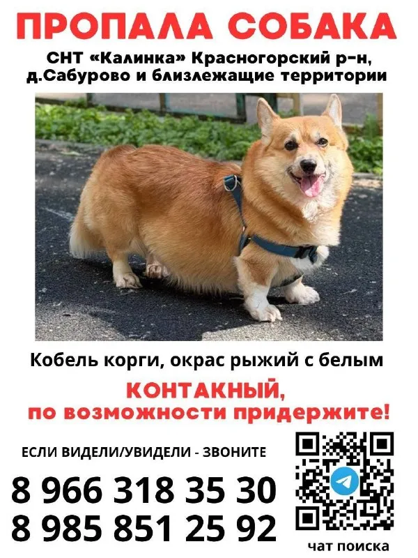 Lost white dog, корги in Saburovo — identification photo, lost & found pet database Pathfinder