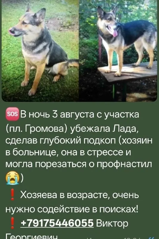 Lost dog in Zhukovskiy — identification photo, lost & found pet database Pathfinder