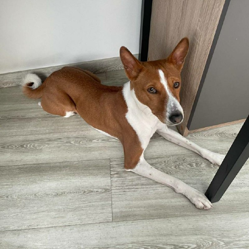 Lost white dog in Saint Petersburg — identification photo, lost & found pet database Pathfinder