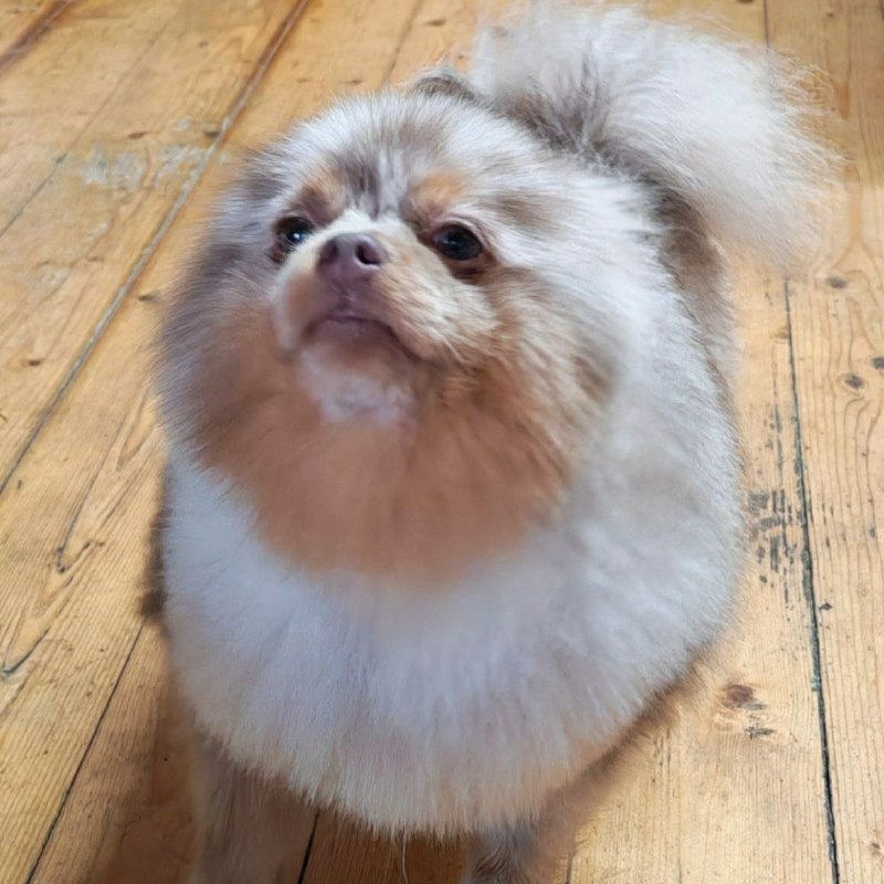 Lost brown dog, шпиц in Pavlovo Na Neve — identification photo, lost & found pet database Pathfinder