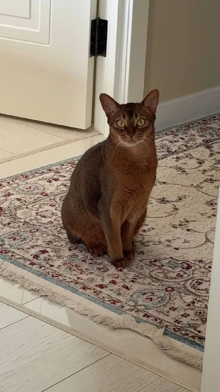 Lost brown cat, абиссинская in Bulatnikovo — identification photo, lost & found pet database Pathfinder